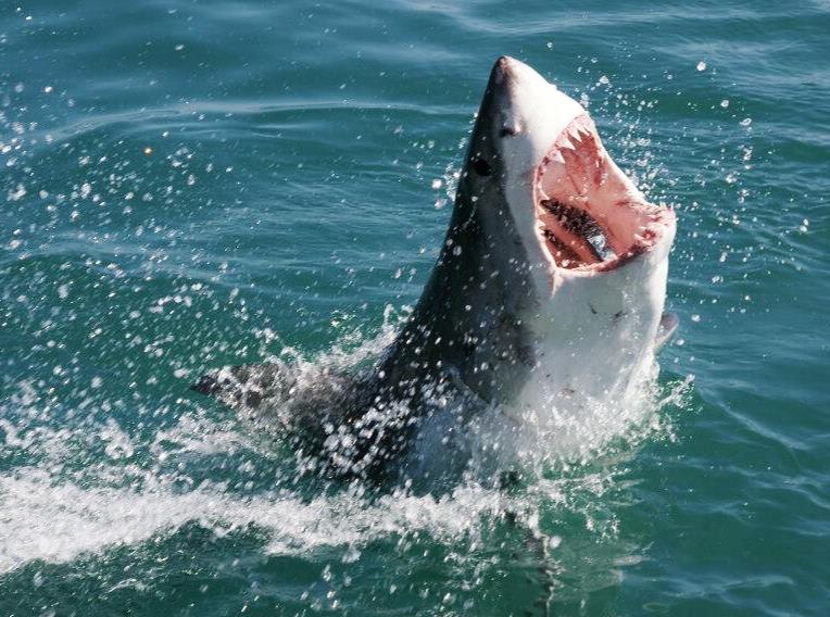 attacco squalo bianco