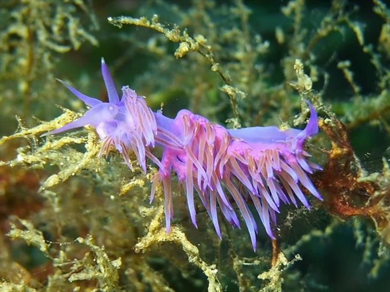 Nudibranco flabellina rosa