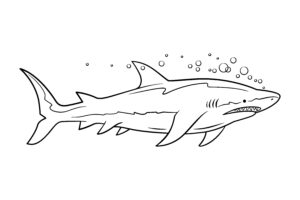 disegno in bianco e nero di uno squalo longimanus che nuota arrabbiato