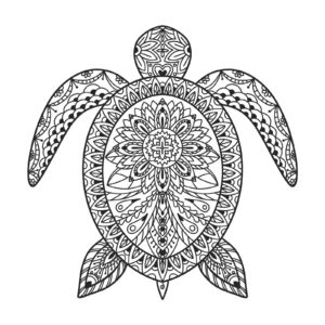disegno tartaruga dall'alto