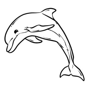 delfino che guarda e ride in bianco e nero